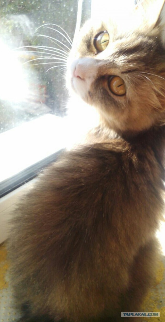 Котовторник 13.06.2017