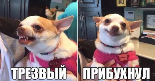 Журнал деградант