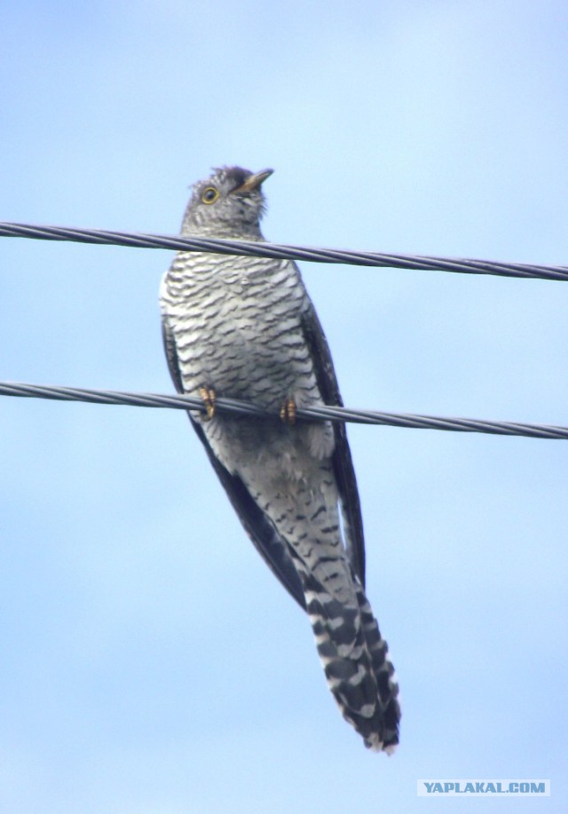 Просто Природа