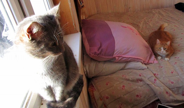 Котовторник  13.02.2018