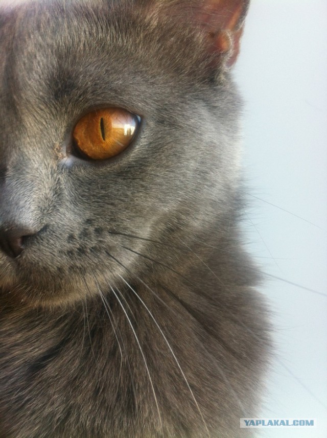 Котовторник 27.02.2018 наступил!