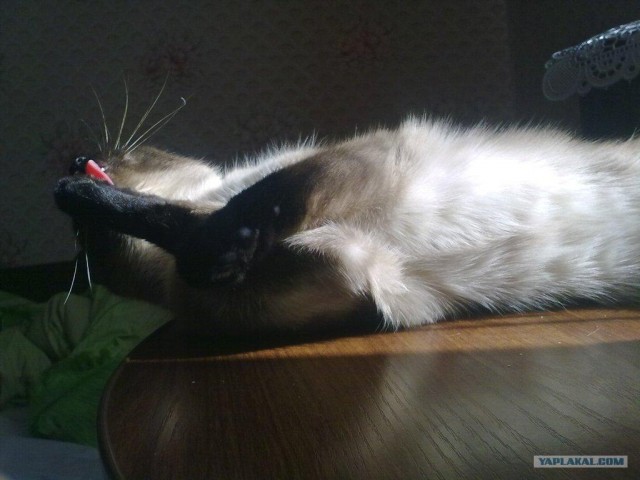 Котовторник