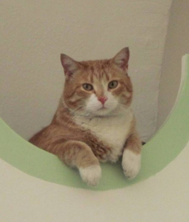 Котовторник  07.06.11