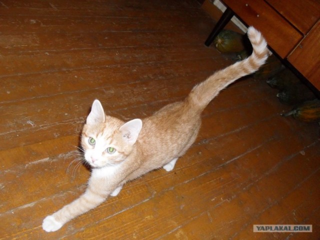 Котовторник! 08.11.11