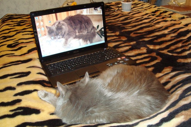 Котовторник 13.12.11 - магическе числа