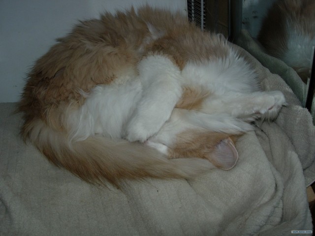 Котовторник 1 мая 2012