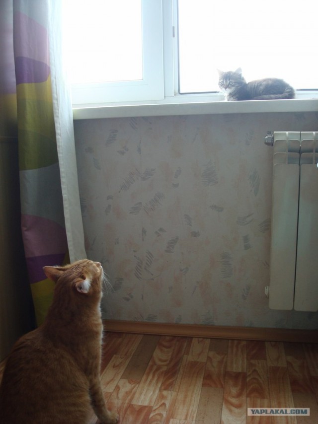 Котовторник на 26.06.12