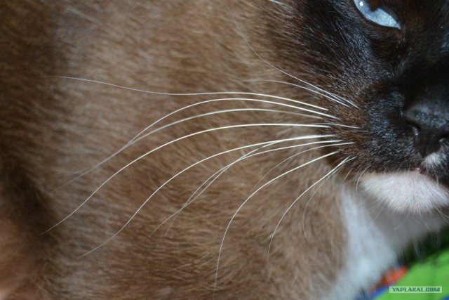 Котовторник 10. 07. 2012