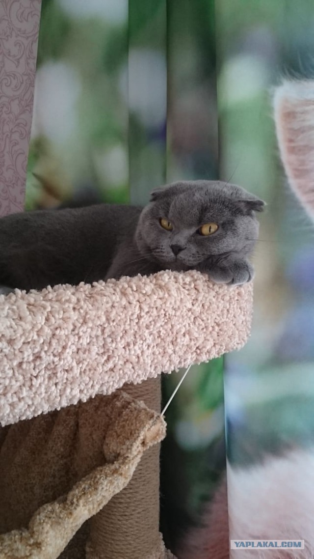 Котовторник 29.01.2019!