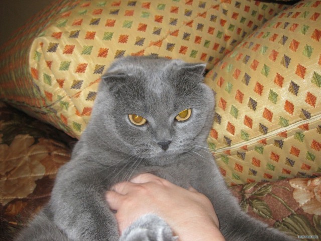 Котовторник  16.10.12