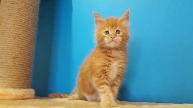 Забавные фото котеек