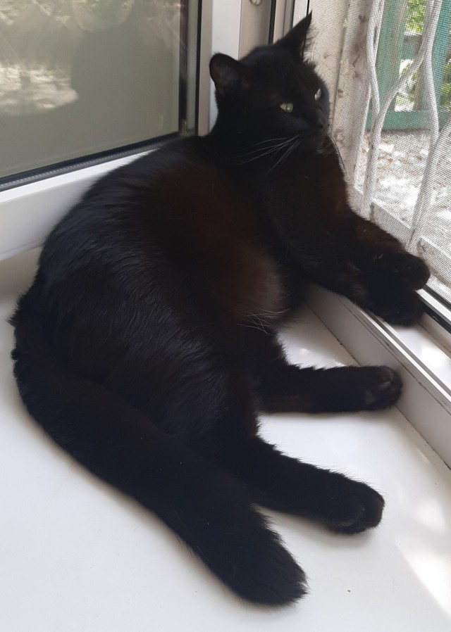 Ну, с котовторником!