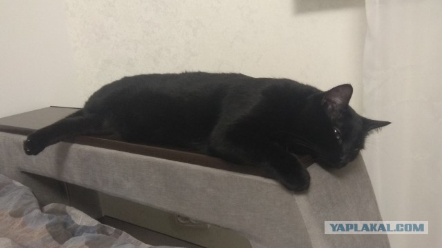 Black cats matter