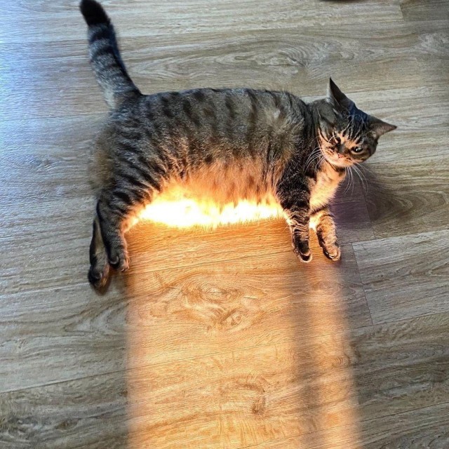 Эти забавные животные