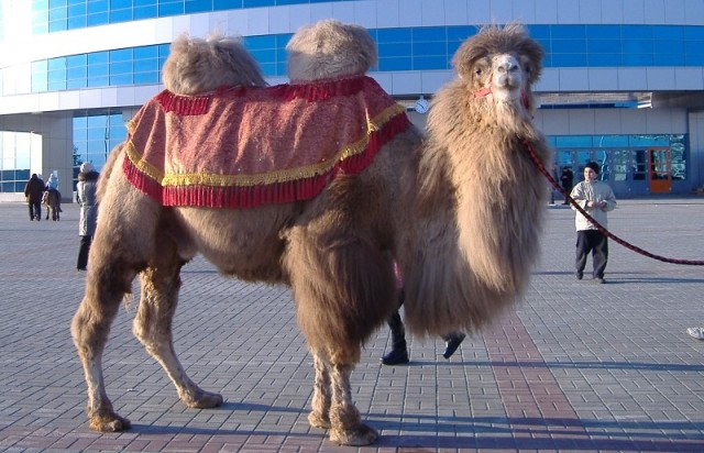 Дикие верблюды держат в страхе жителей трёх поселков под Астраханью