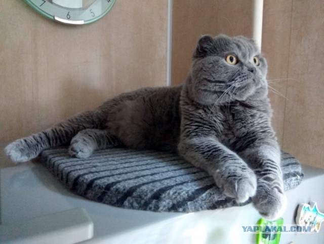 Картинки на котовторник 1.09.20