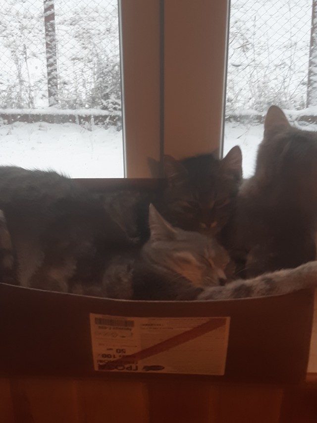Котовторник 13.10.2020