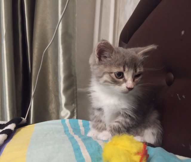 Был у меня кот