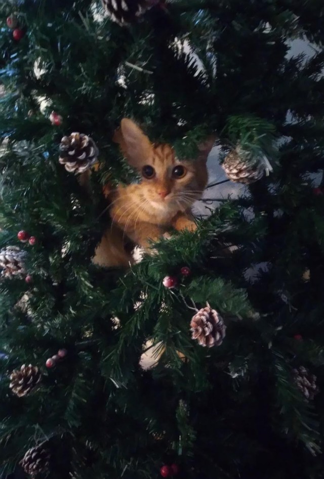 Моя красотка