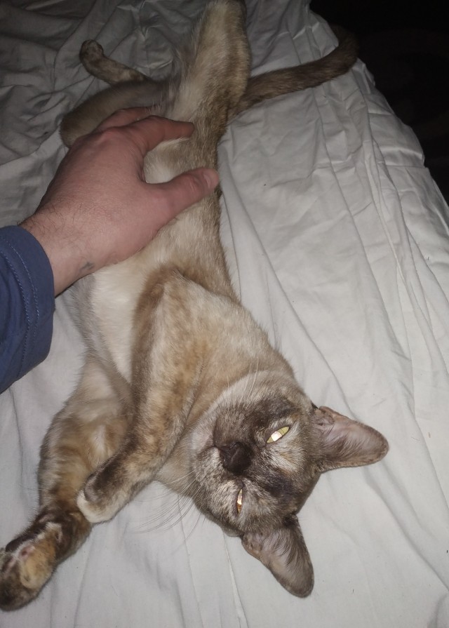 Расчехляем гладильники! - норвежский лесной уже тут