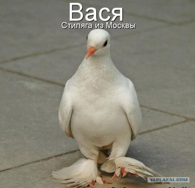 Голубь тоже пешеход