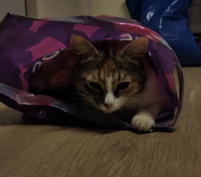 К Котовторнику