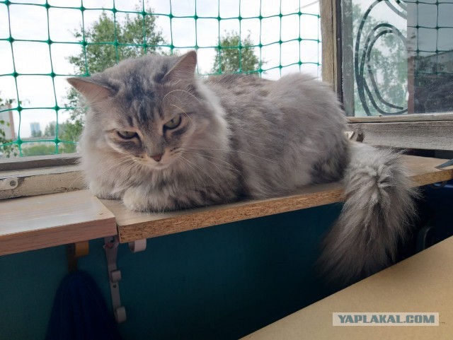 Жизнь домашнего приюта "Котоленд" 293