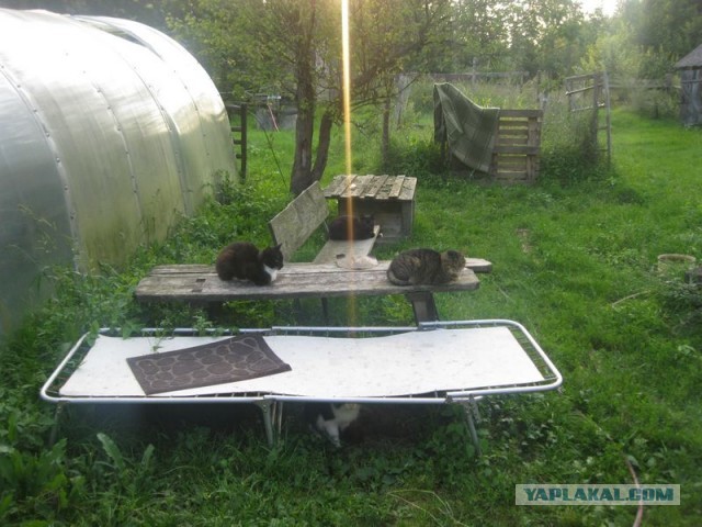 Жизнь домашнего приюта для котеек 355