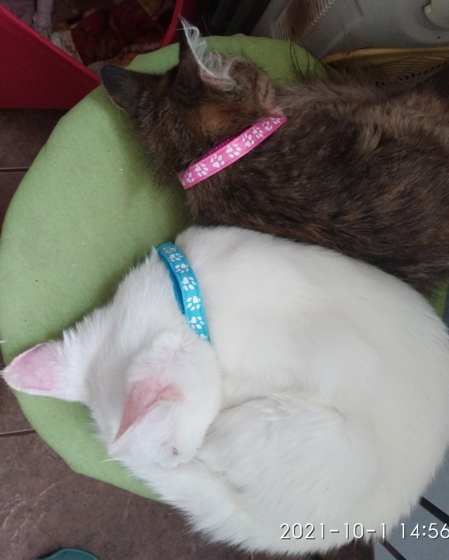 Котовторник 05.10.21 г
