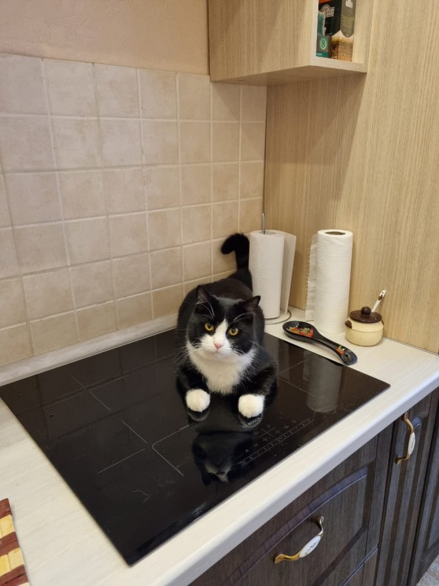 Котовторник
