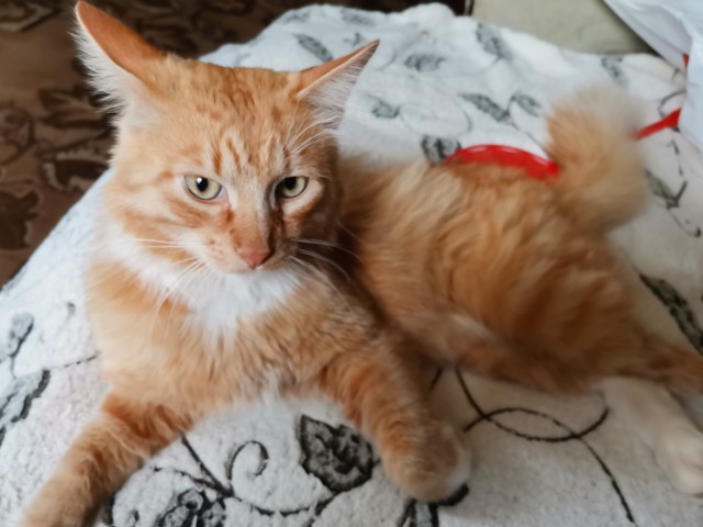 Кот который прожил жизнь