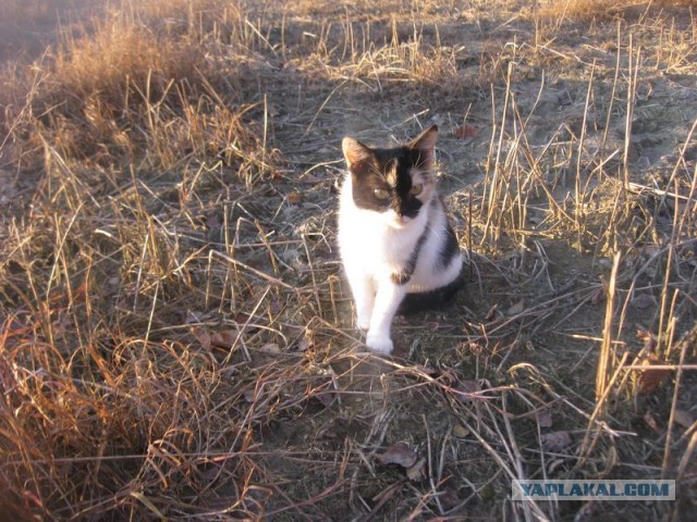 Жизнь домашнего приюта для котеек 366