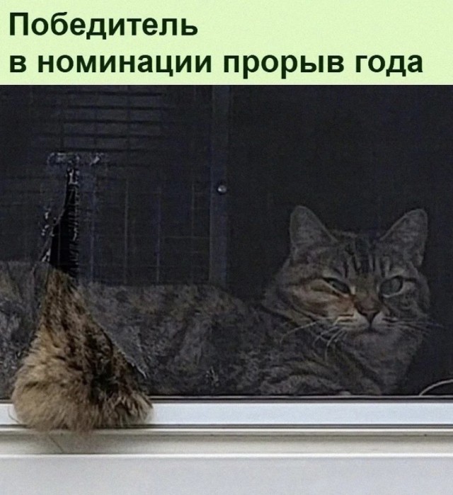 Картинки и мемы для настроения 02.11.2021
