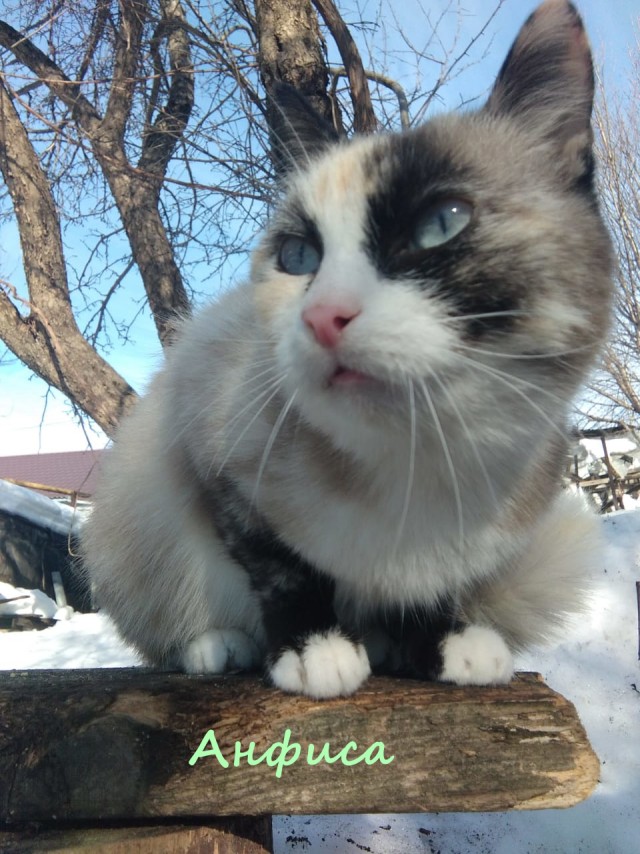 Жизнь домашнего приюта "Котоленд" 324