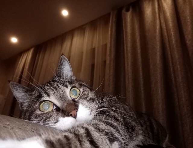 МИРУ - МИР ! Котикам - котовторник !