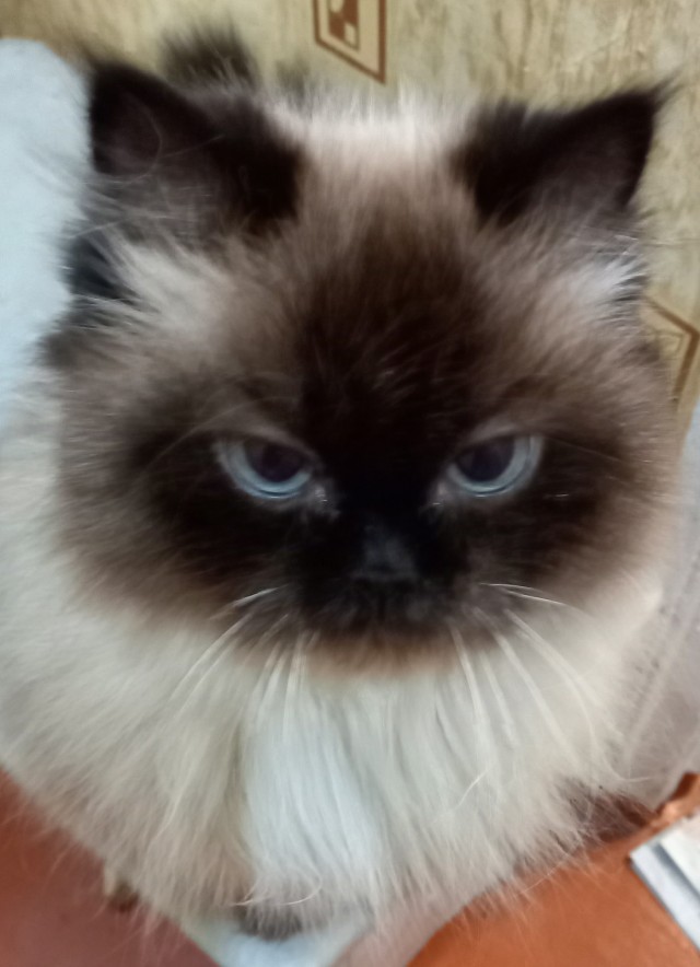 Котовторнику посвящается