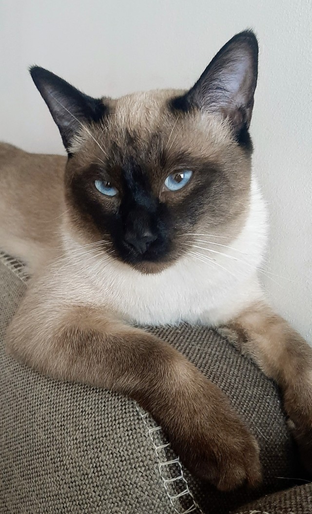 Котовторник