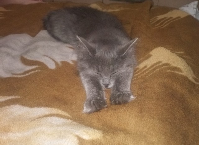 У котика украли 10 грамм!