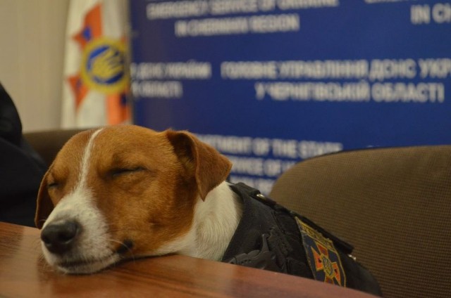 Спалился обнюхыш