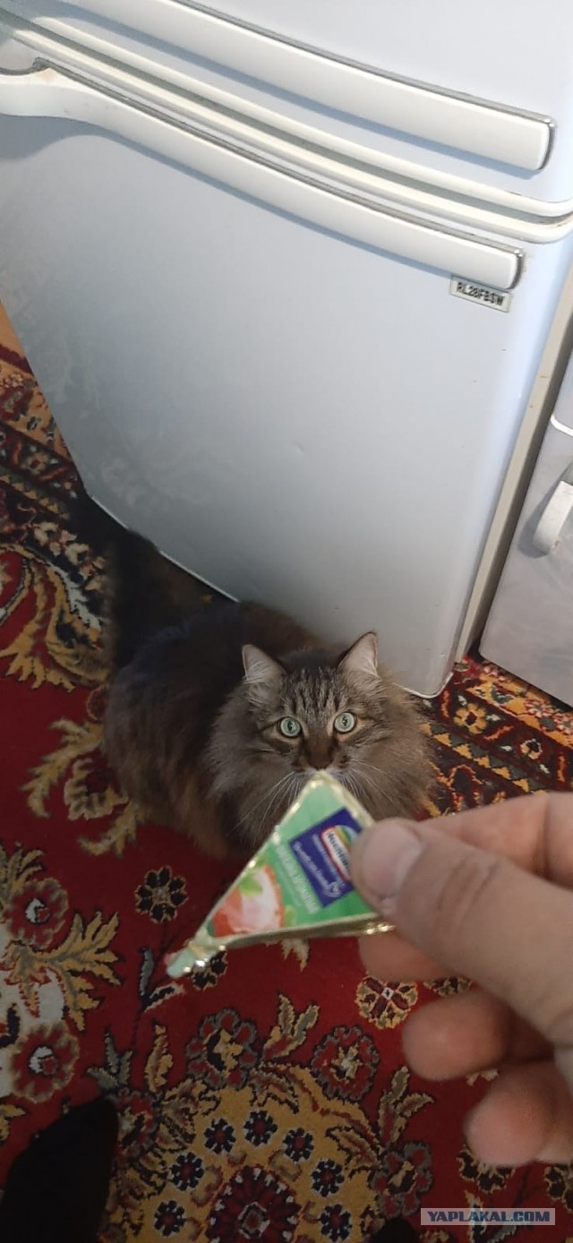 И снова день кошачий!