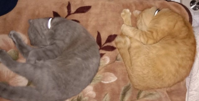 Котовторнику посвящается