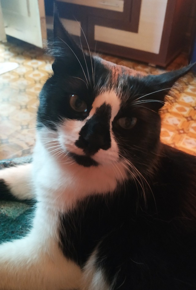 Особенная кошка