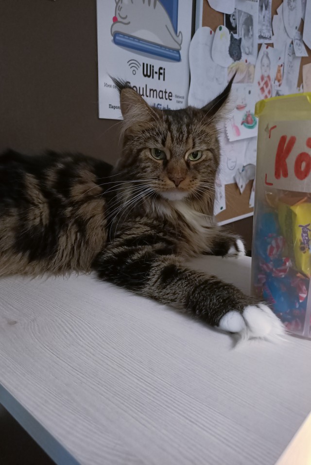 Прогнать кота невозможно