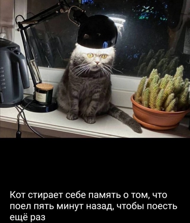 Котолампа. Кот и лампа - новый вариант старого мема