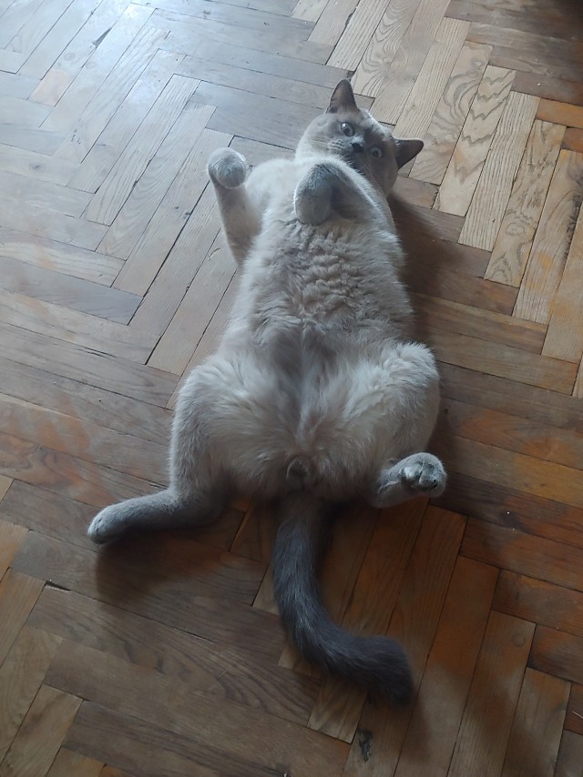 Котовторник 1.11.22