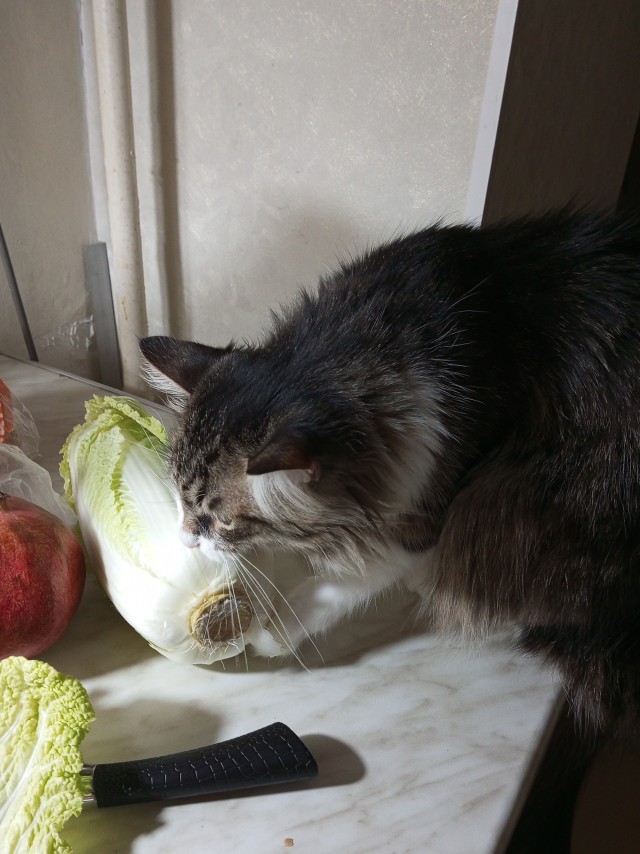 Котодракула