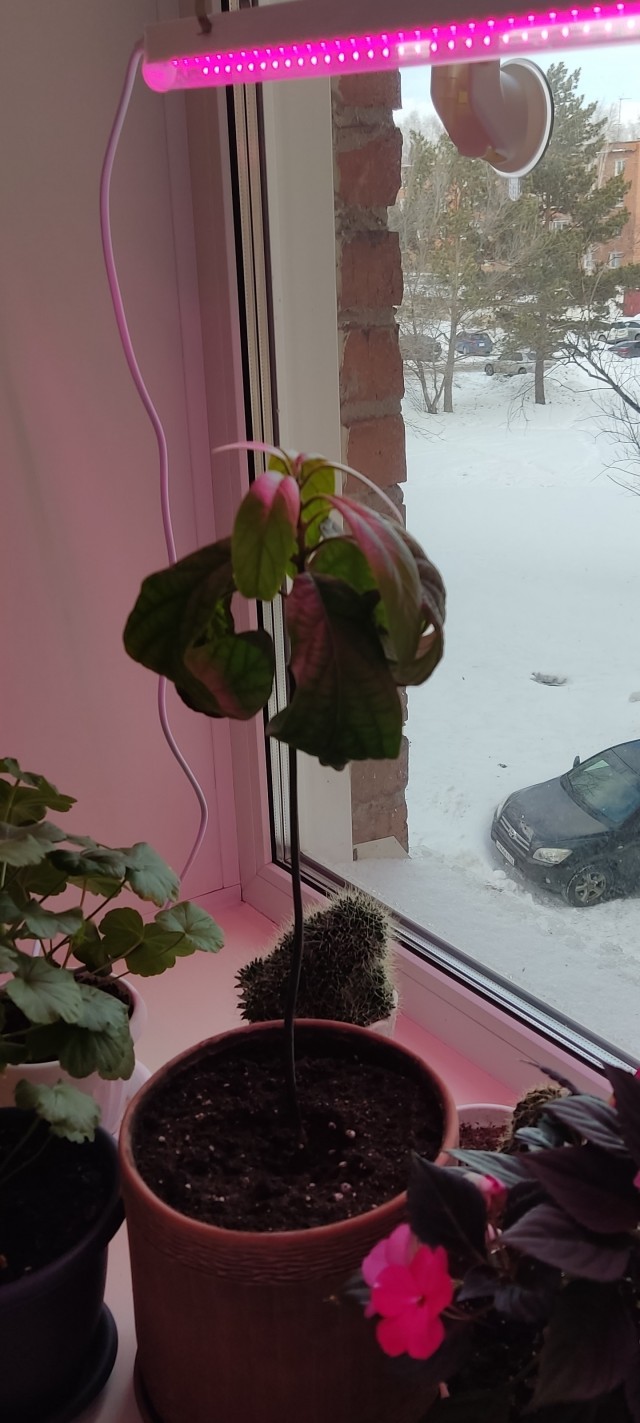 Про цветы домашние