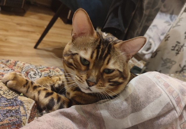 Котовторнику посвящается, подобрашка Маня
