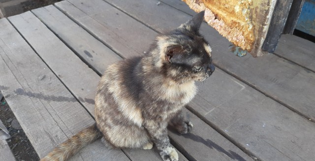 Кошка разделилась по цвету