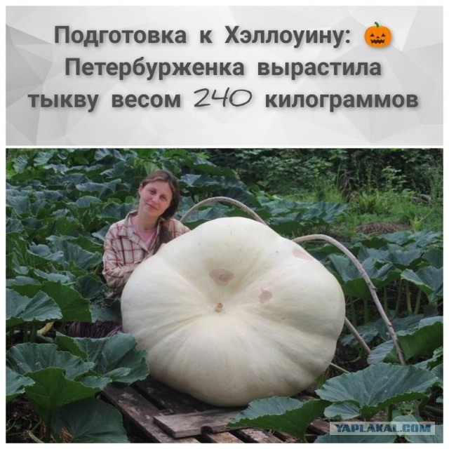 Шесть мифов о холостяках и их жизни